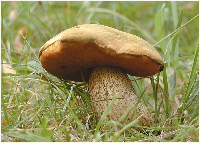 Koloděj