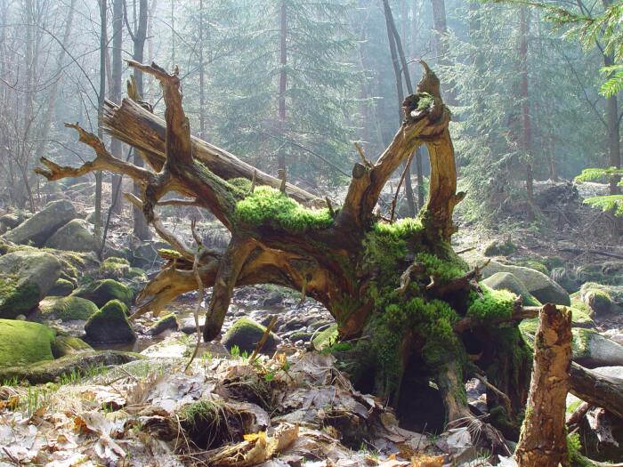 Trochu větší samorost