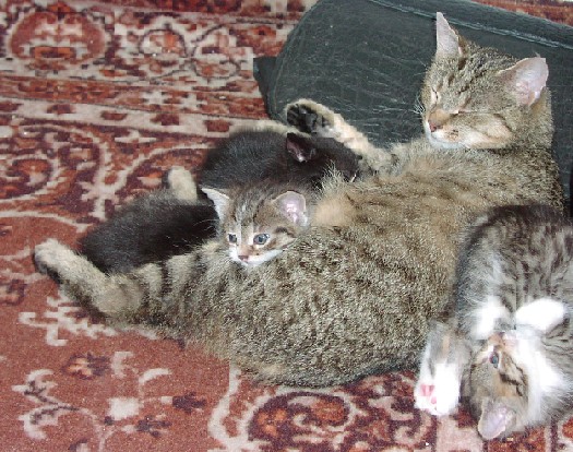 Kočičí siesta