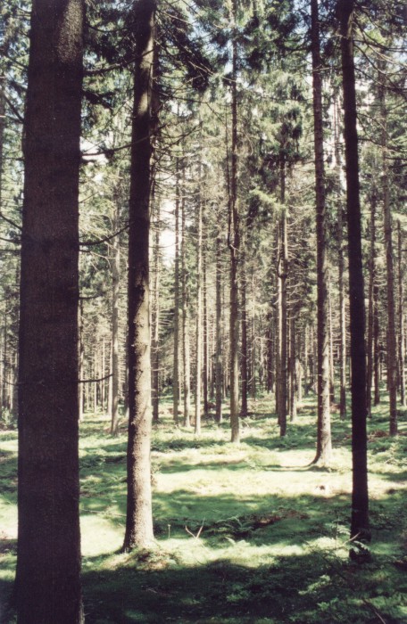 stromy světlo