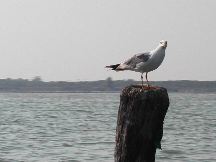 Racek