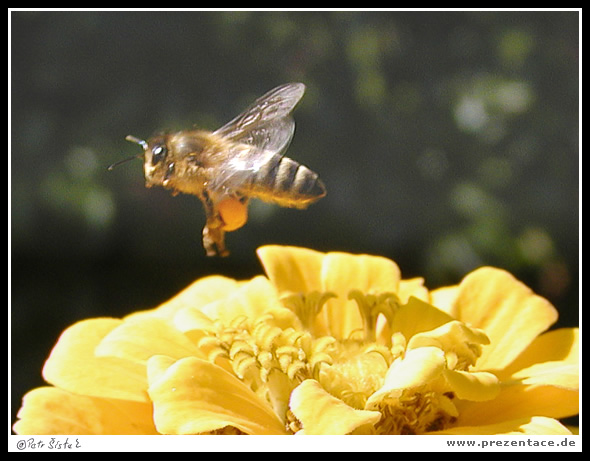 Letí Mája a kde je Vilík