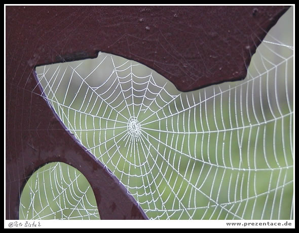 Pavucina aneb kde je pavouk?