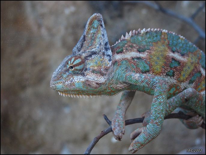 Chameleon