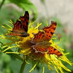 Babôčka zubatokrídla