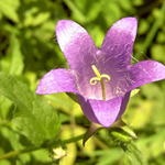 Zvonček