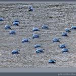 BlueBird...