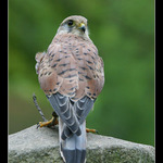 ještě jeden dravec - menší