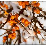 n - oranžových zmrzlých