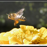 Letí Mája a kde je Vilík