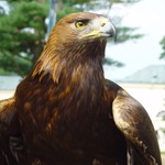 Mít takový rozhled jako on