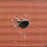 Křižák