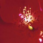 InfraČervený pokoj