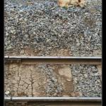 Thajsko ::: Psík Ajzibonní