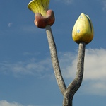 Kytka jako 1000 jiných