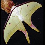 Actias selene podruhé