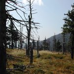 Jeseníky: u Vřesové studánky