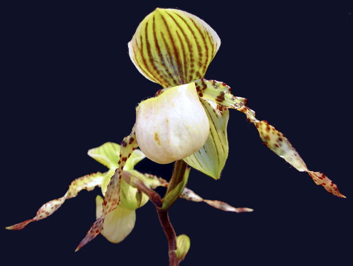 Orchidej