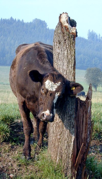 Muuuu!