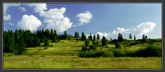 Roháče