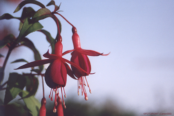 Fuchsie