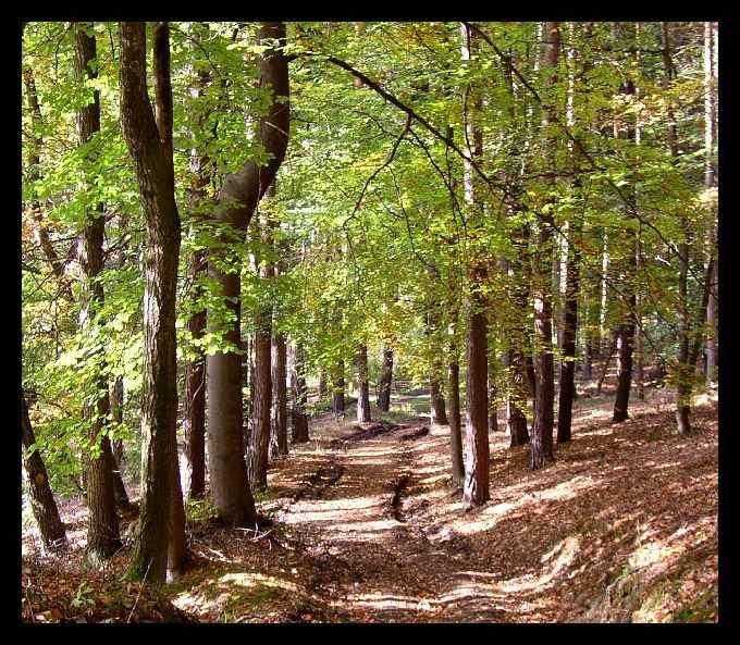 Lesni cesta - podzimni