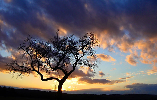 sunset & tree