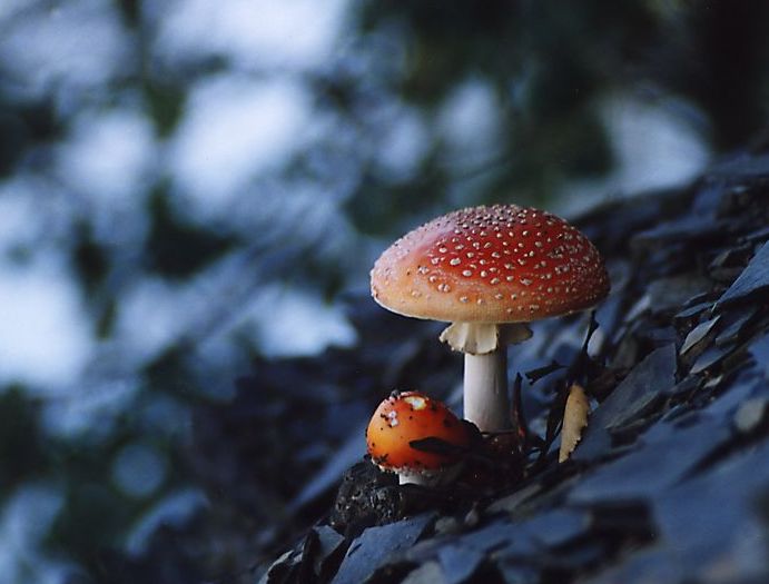muchomůrky v břidlicovém lomu