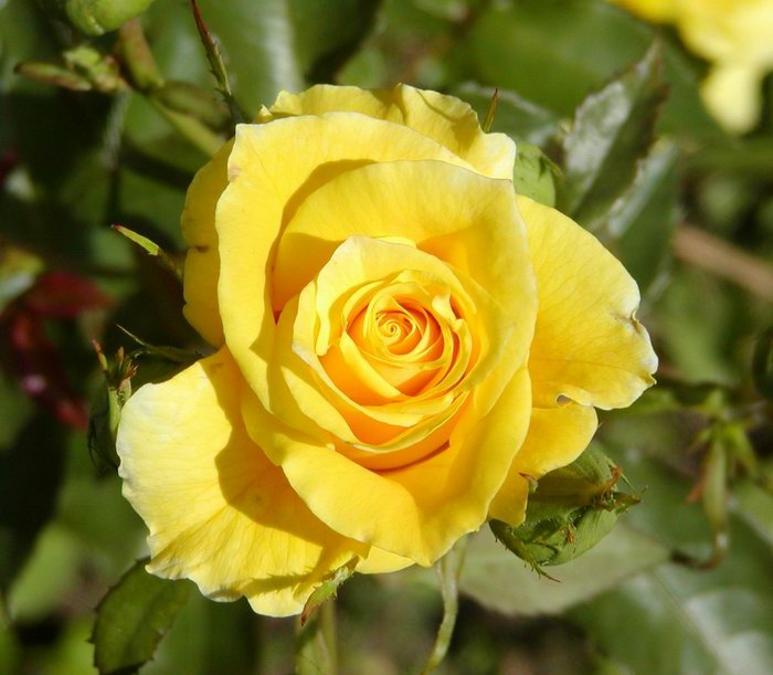Červený tulipán