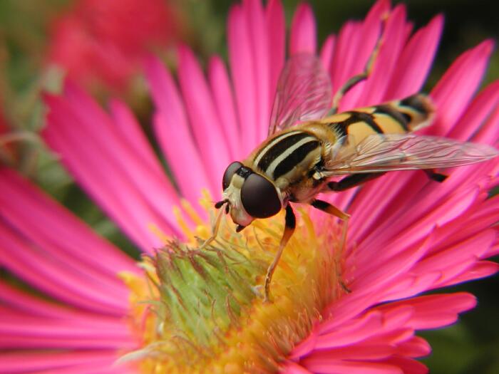 bzzz....