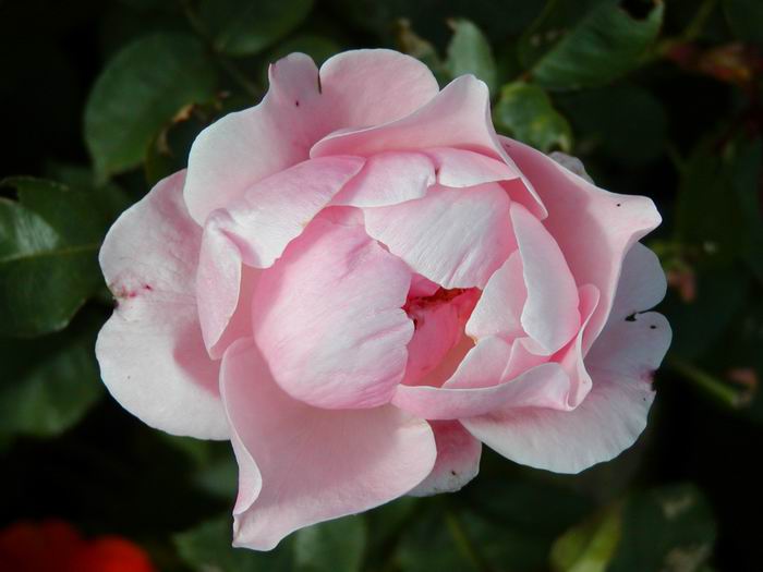 Růžové tajemství