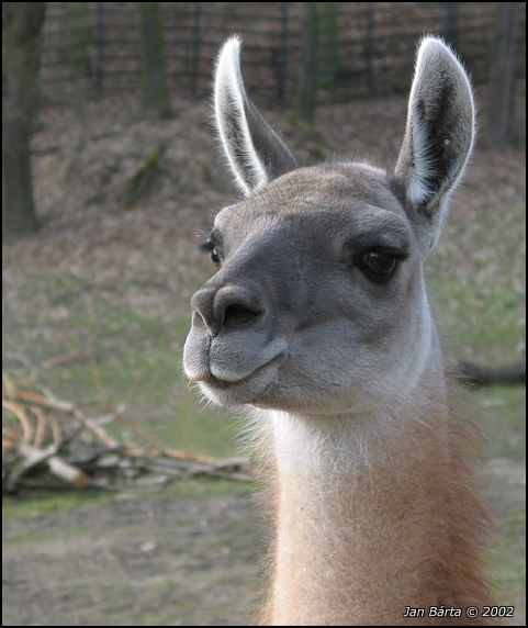Lama