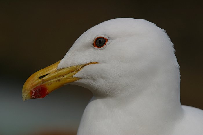 Racek