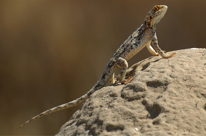 Rock Agama