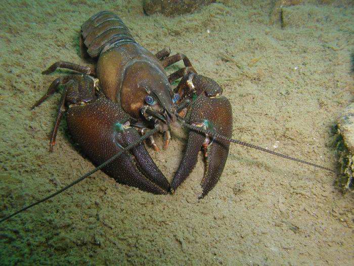 Pohled z očí do očí