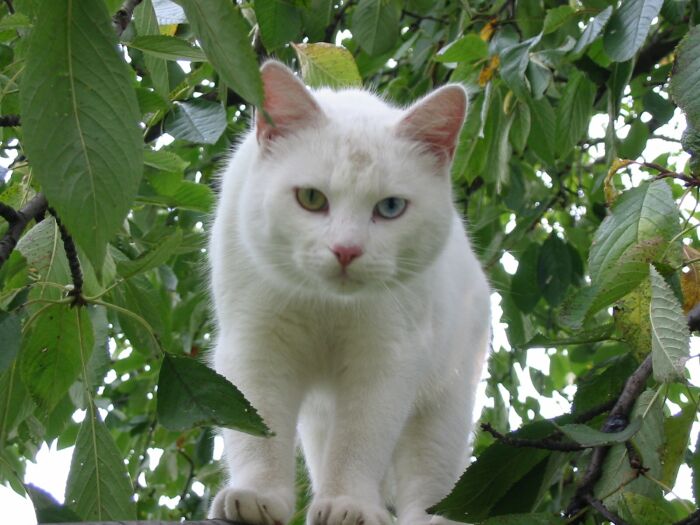 Kocur