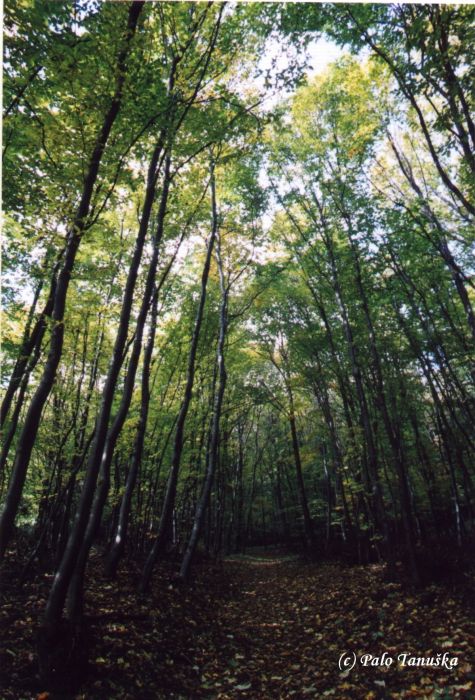 Male Karpaty