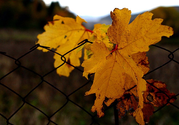 "Nezadržitelný podzim"