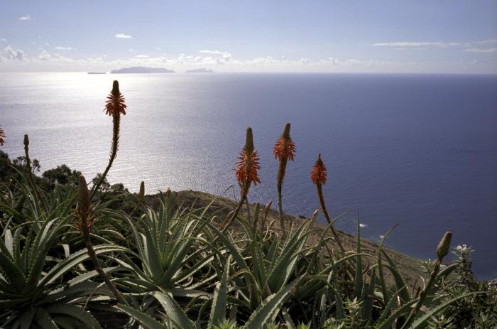 Aloe