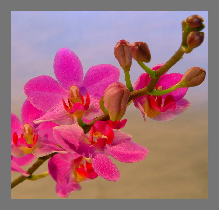 Doritaenopsis