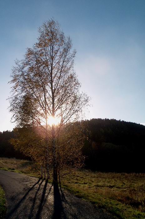Strom v zapadajícím slunku