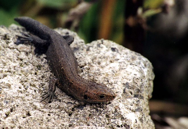 Ještěrka na betonové skále