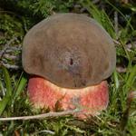 Táto, já našla hříbek!