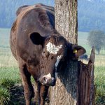 Muuuu!