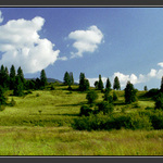 Roháče