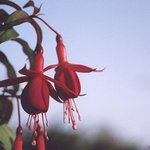 Fuchsie