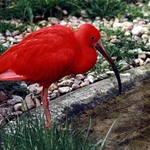Ibis rudý