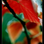 listy