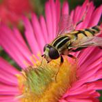 bzzz....