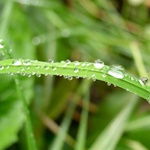 Najděte pavoučka...